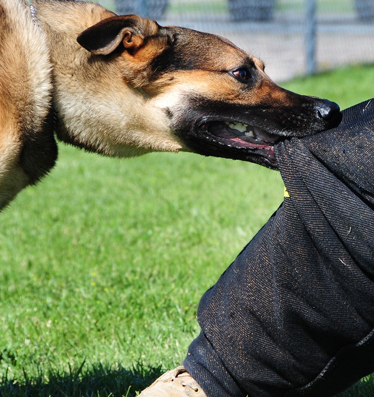 dog bite lawyers Corpus Christi