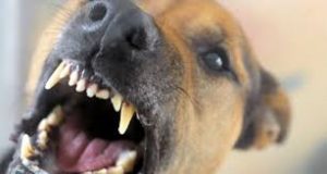 Dog Bite Attorneys - Animal Attack Lawyers San Antonio | Personal